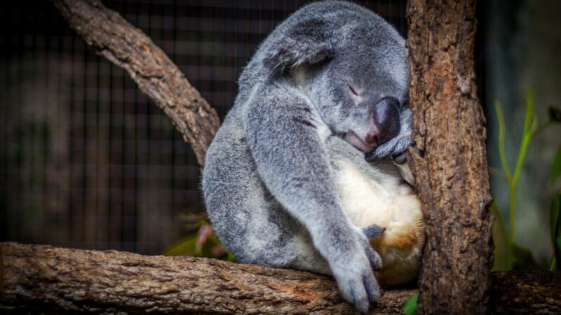 睡眠の大切さ