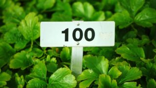通算100記事 